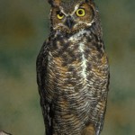The Great Horned Owl , 6 Great Horned Owl Facts In Birds Category