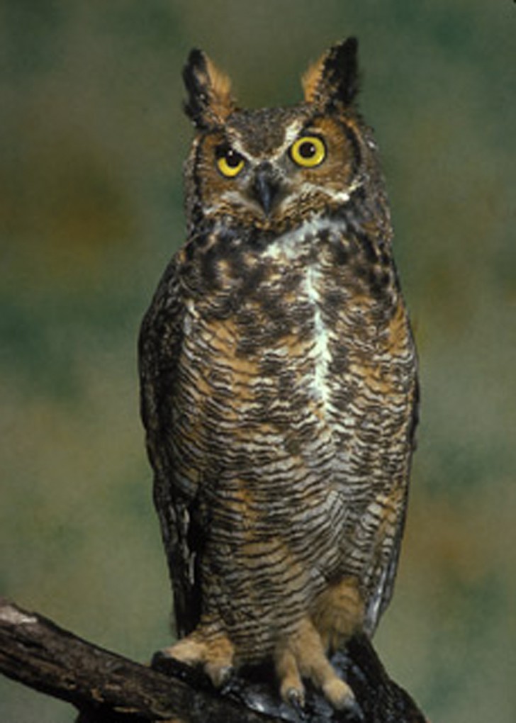 Birds , 6 Great Horned Owl Facts : The Great Horned Owl