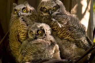 Great Horned Owl Facts , 6 Great Horned Owl Facts In Birds Category