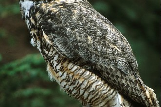 Great Horned Owl Photo , 6 Great Horned Owl Facts In Birds Category
