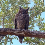 Great Horned Owl Pictures , 6 Great Horned Owl Facts In Birds Category