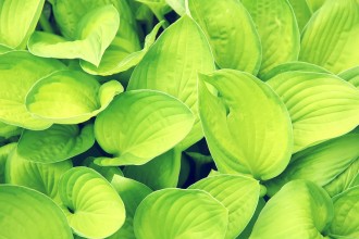 Green leaf wallpaper in Plants