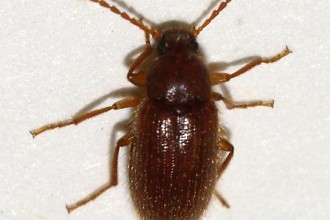 Hairy Little Brown Beetle , 6 Brown Beetle Bugs In Bug Category