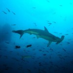 Hammerhead Shark Facts , 6 Facts About Hammerhead Sharks In pisces Category
