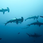 Hammerheads Photo , 6 Hammerhead Sharks Facts In pisces Category