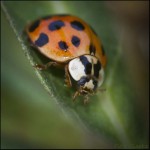 Harmonia axyridis , 6 Photos Of Lady Bug Beetle In Bug Category