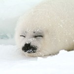 Harp Seal Facts For Kids , 6 Harp Seal Facts For Kids In Mammalia Category