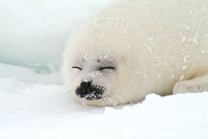 Mammalia , 6 Harp Seal Facts For Kids : Harp Seal Facts For Kids