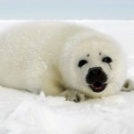Harp Seal Information , 5 Harp Seal Facts In Mammalia Category
