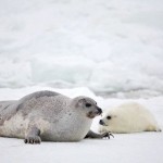 Harp Seal Mother and Newborn , 6 Harp Seal Facts For Kids In Mammalia Category