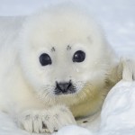 Harp Seal Pup , 5 Harp Seal Facts In Mammalia Category