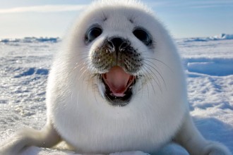 Harp Seal In East Canada , 5 Harp Seal Facts In Mammalia Category