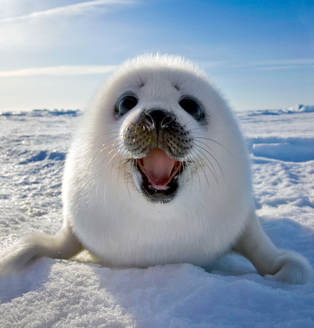 Mammalia , 5 Harp Seal Facts : Harp Seal In East Canada