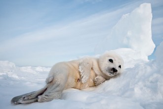 Harp Seal Pup , 6 Harp Seal Facts For Kids In Mammalia Category