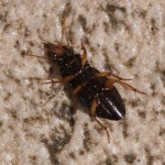 Harpalus rufipes beetle , 7 Strawberry Seed Beetle Photos In Beetles Category