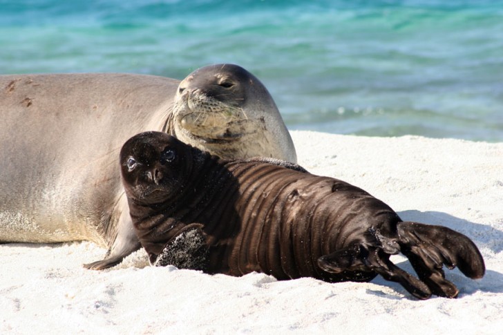 Mammalia , 5 Hawaiian Monk Seal Facts : Hawaiian Monk Seal Myths Vs. Facts
