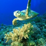 Hawksbill Sea Turtle Facts , 6 Hawksbill Sea Turtle Facts In Reptiles Category