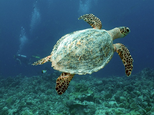 Reptiles , 6 Hawksbill Sea Turtle Facts : Hawksbill Sea Turtle Photos
