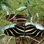 Heliconius charithonia Mating , 8 Photos Of Zebra Longwing Butterfly Mating In Butterfly Category