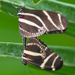 Heliconius charithonia butterflies mating , 8 Photos Of Zebra Longwing Butterfly Mating In Butterfly Category