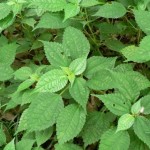 Herb plant Nettle Leaf , 6 Stinging Nettle Leaf Benefits In Plants Category
