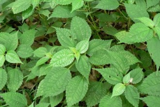 Herb Plant Nettle Leaf , 6 Stinging Nettle Leaf Benefits In Plants Category