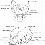 Human Skeletal System , 6 Skeletal System Study Guide In Skeleton Category