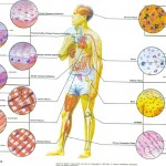 Human Tissues , 7 Tissue Pictures In The Human Body In Cell Category