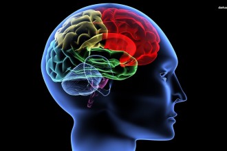Brain , 6 Brain Wallpaper Pictures : Human brain wallpaper