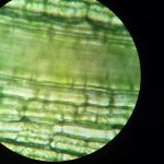Hydrilla plant cells seen under a microscope , 8 Pictures Of Plant Cells Under A Microscope In Cell Category
