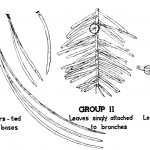Identification key for cone , 4 Pine Tree Identification Key In Plants Category