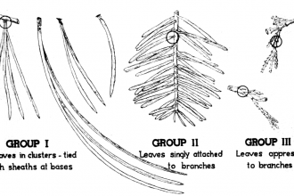 Identification Key For Cone , 4 Pine Tree Identification Key In Plants Category
