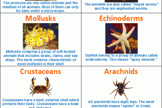 Invertebrates Chart in Spider