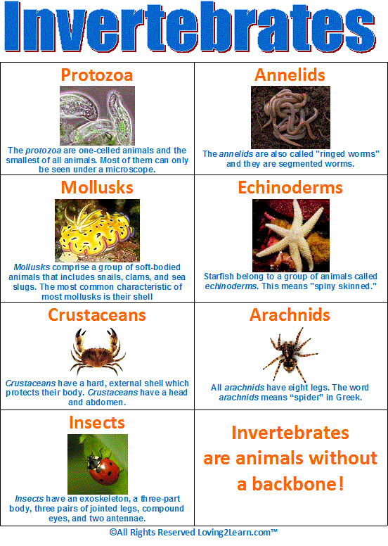 Invertebrates , 5 Types Of Invertebrates : Invertebrates Chart