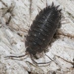 Isopod Porcellio scaber , 7 Pictures Of Isopod In Isopoda Category