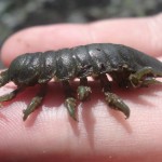 Isopod picture , 7 Pictures Of Isopod In Isopoda Category
