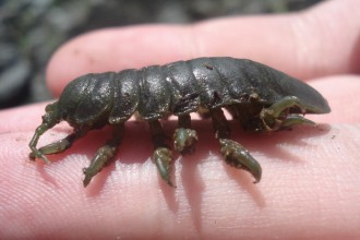 Isopod Picture , 7 Pictures Of Isopod In Isopoda Category