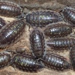 Isopods , 7 Pictures Of Isopod In Isopoda Category
