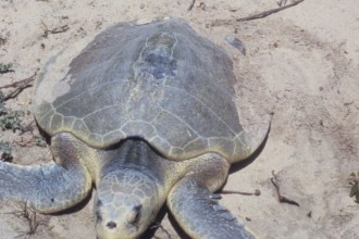 Kemps Ridley Sea Turtle in Human