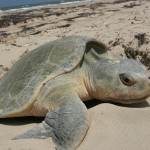 Kemp's Ridley sea turtle nesting , 6 Kemp’s Ridley Sea Turtle In Reptiles Category