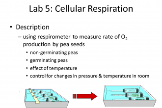 Lab 5 Cellular Respiration , 6 Lab Bench Cellular Respiration In Cell Category