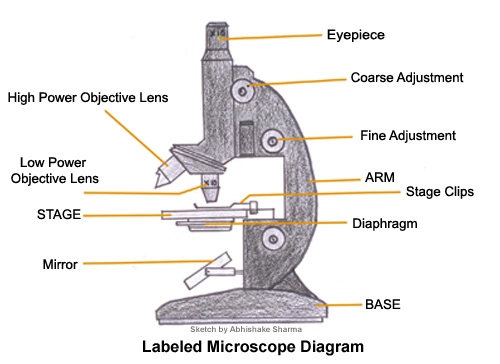 Labeled microscope diagram