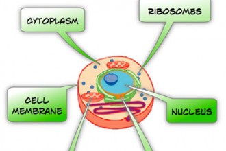 Labelled Plant Cell Diagram For Kids , 5 Plant Cell Activities For Kids In Cell Category