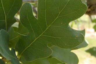 Plants , 6 Oak Tree Leaves : Lacey Oak Tree