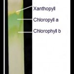 Leaf Chromatography , 6 Leaf Pigment Chromatography In Scientific data Category