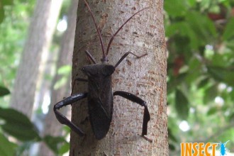Leaf Footed Bugs , 6 Leaf Footed Bug Controls In Bug Category