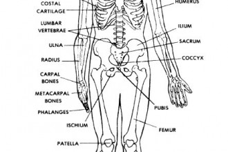 Learn About The Human Body , 8 Physiology Class In Organ Category