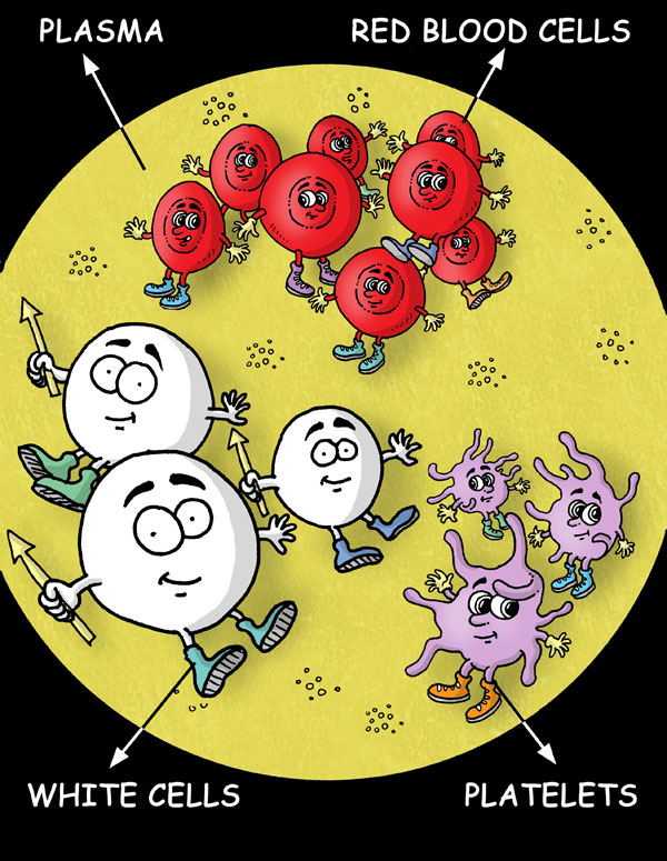 Cell , 4 Blood Cells For Kids : Learn About Blood For Kids