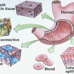 Learning cells science , 6 Cells Tissues In Cell Category