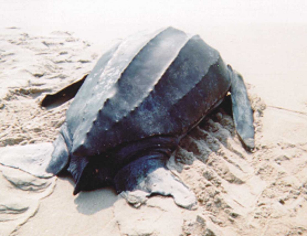 Leatherback Sea Turtle : Biological Science Picture Directory ...